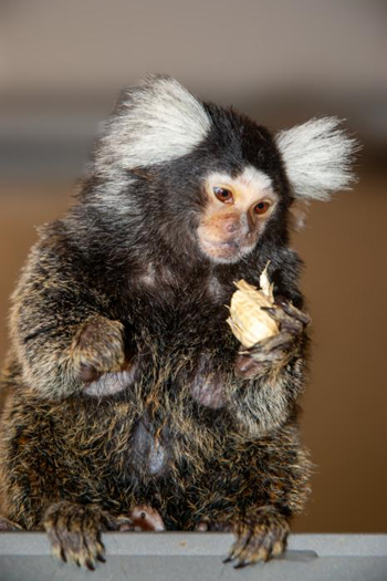 Marmoset monkey